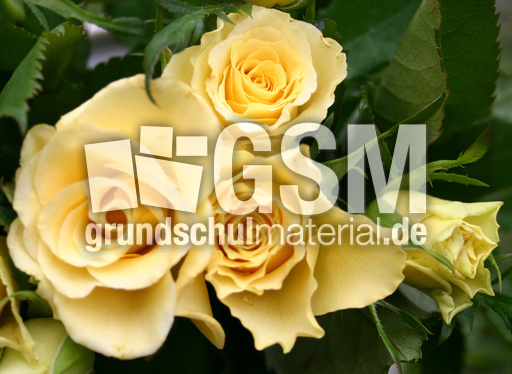 Rosen-gelb.jpg